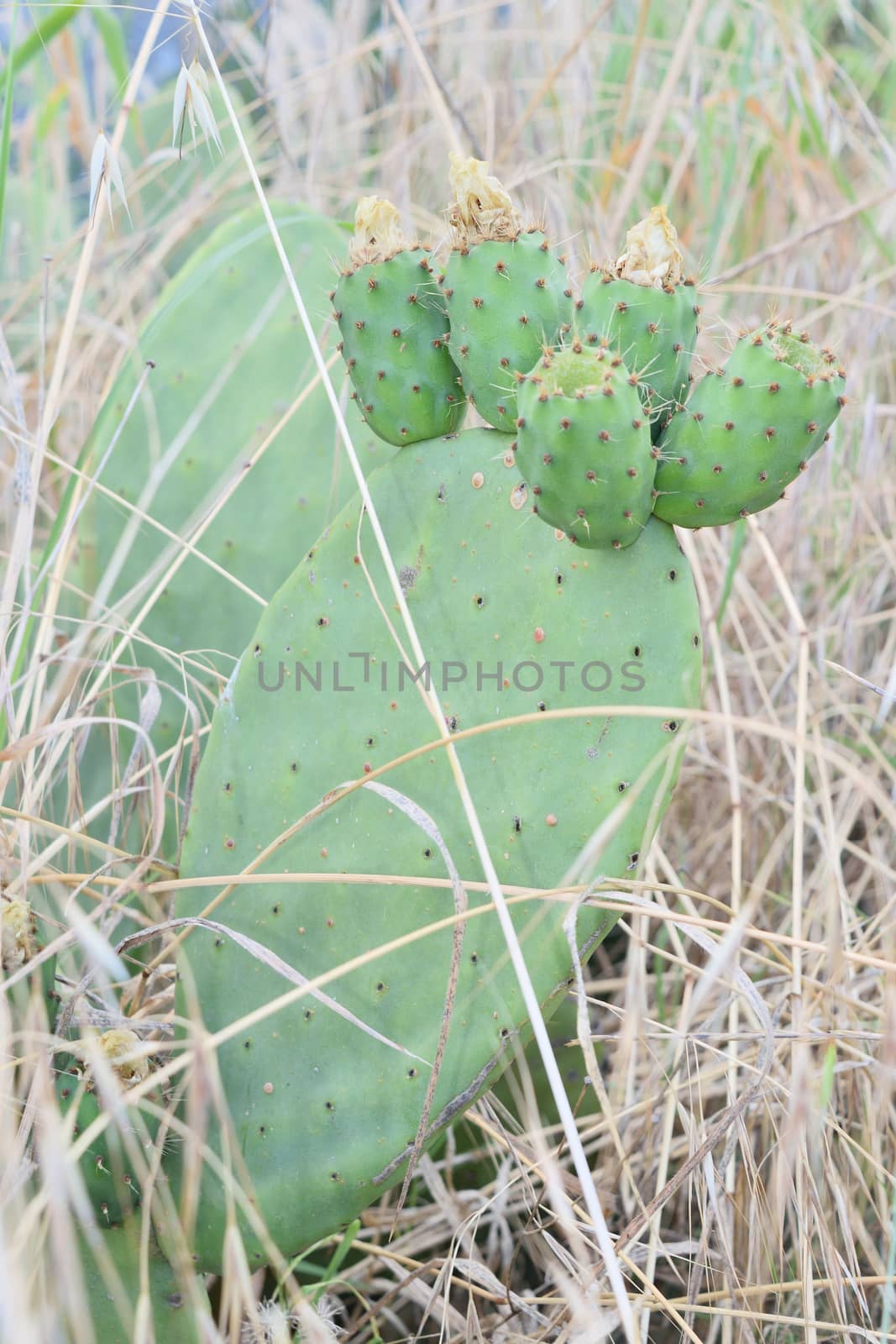 prickly pears on the plant unripe