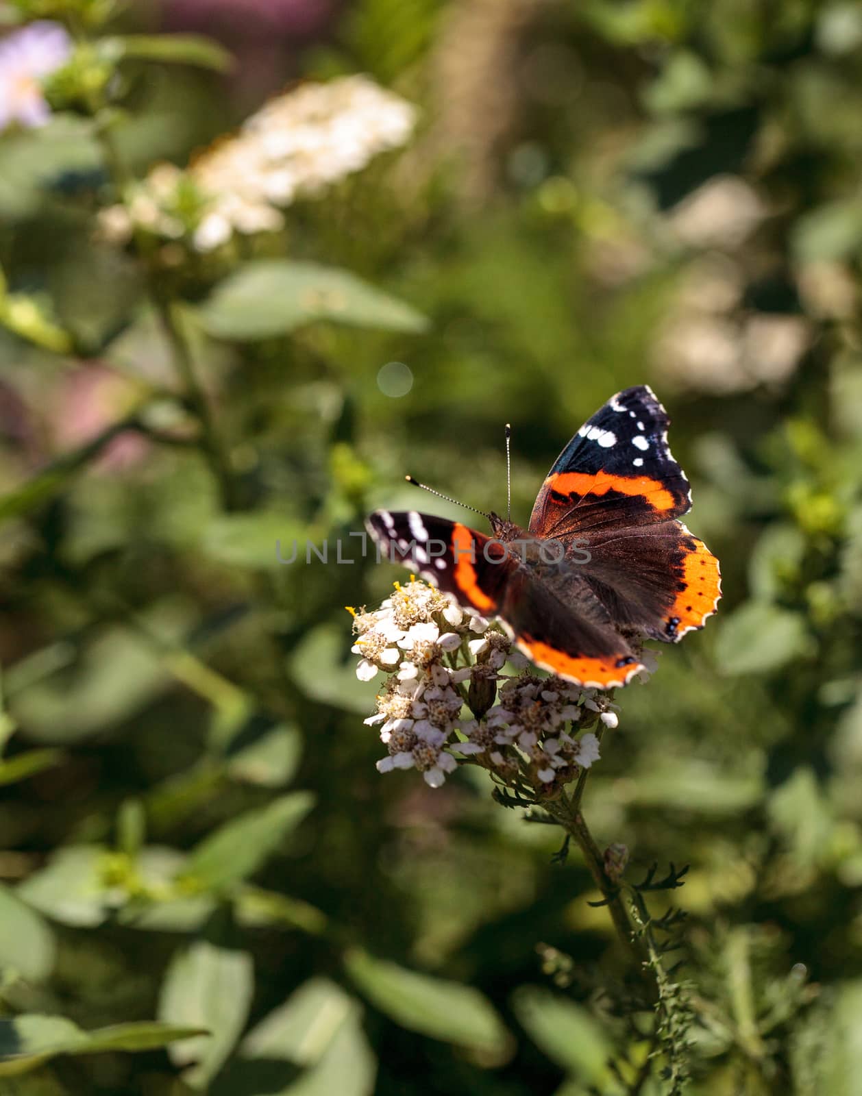 Red admiral butterfly, Vanessa atalanta, in a butterfly garden on a flower in spring in Southern California, USA