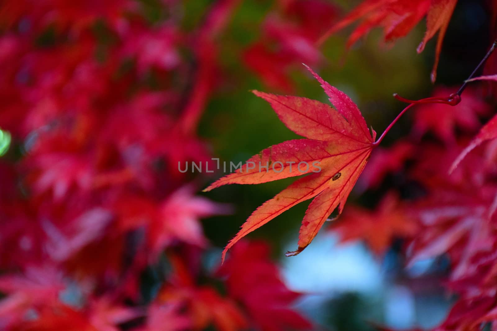 Macro Background Japanese Autumn Maple leaves in horizontal frame