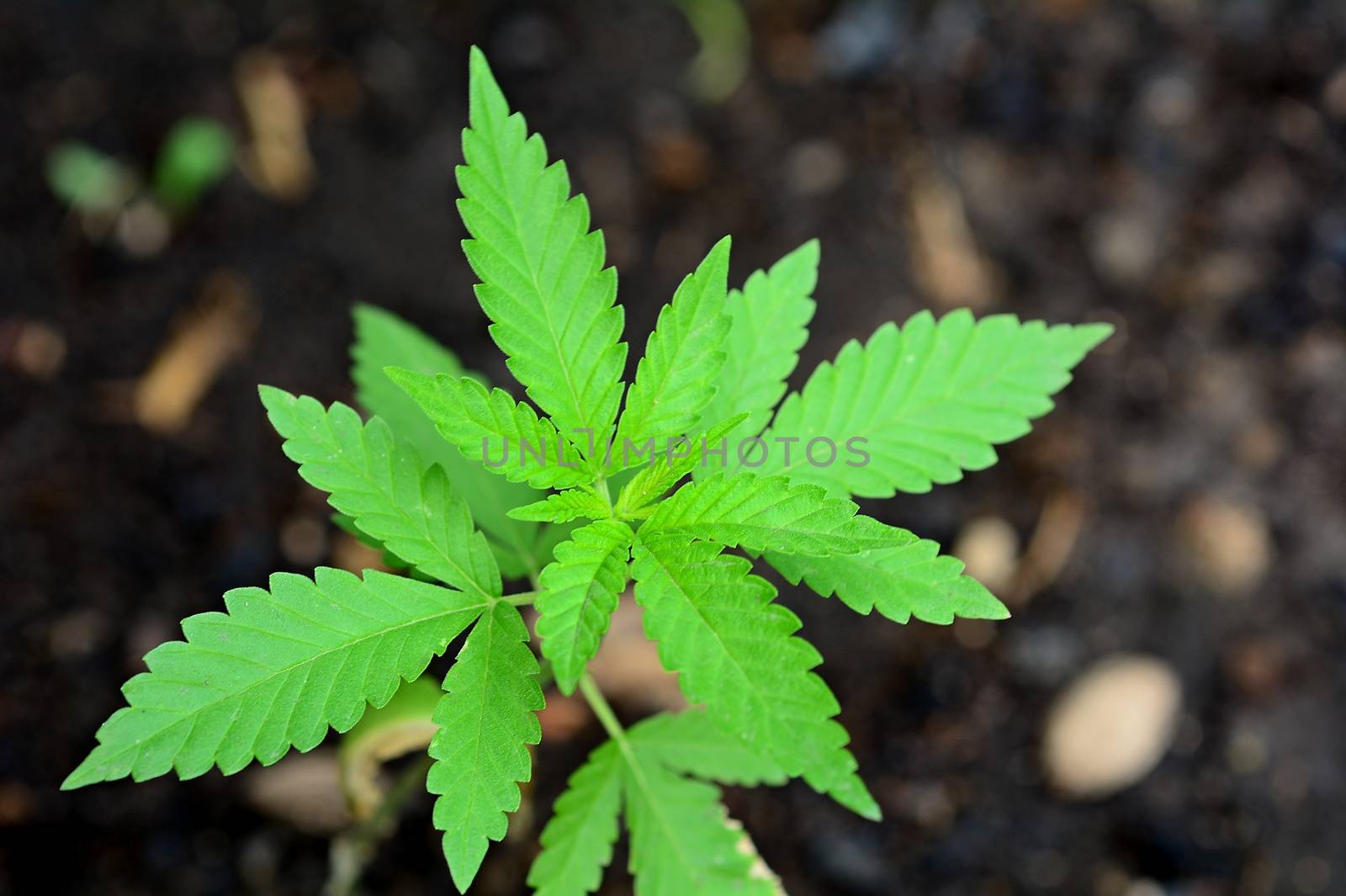 Top view of a growing Cannabis plant with soil background.