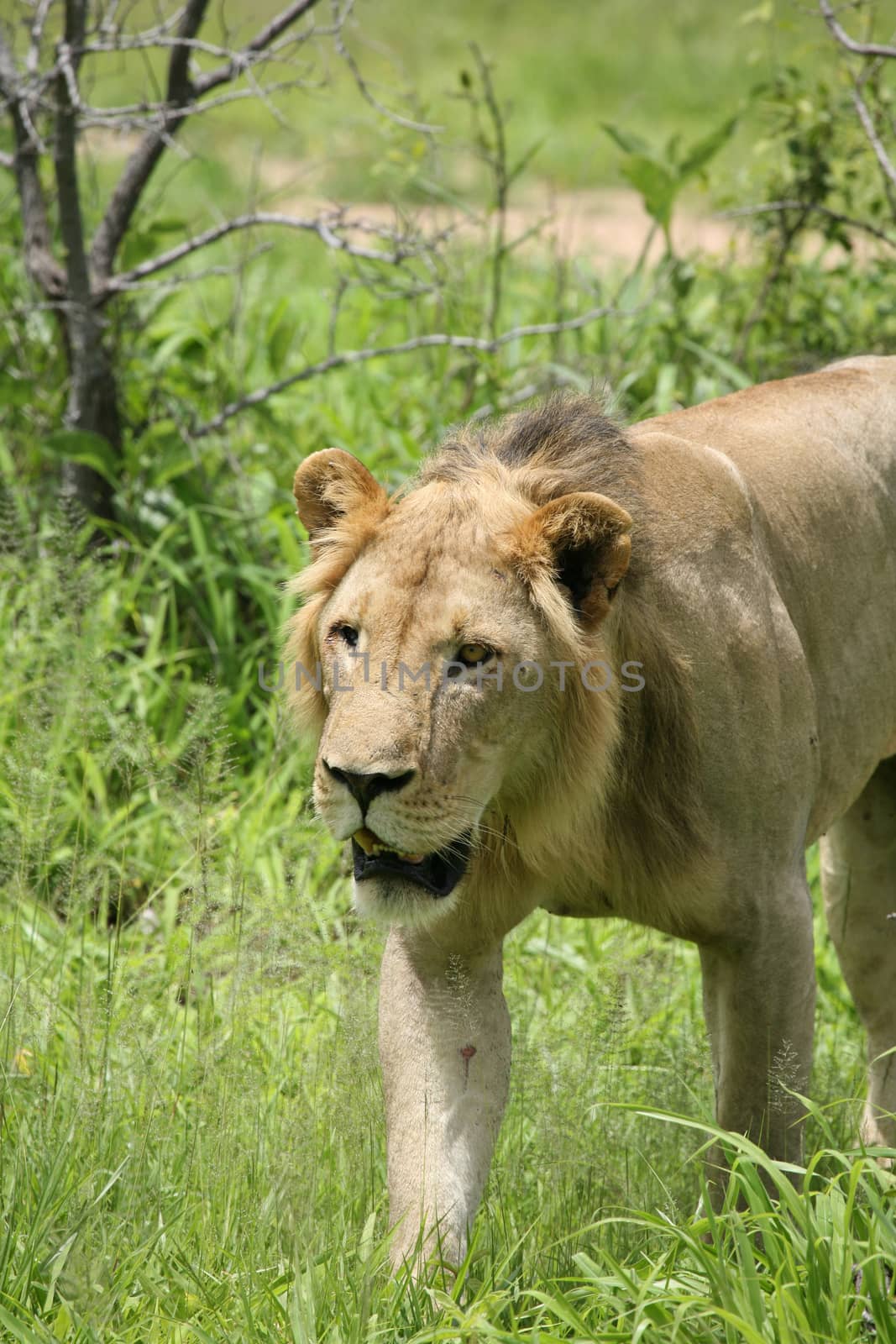 Lion wild dangerous mammal africa savannah Kenya