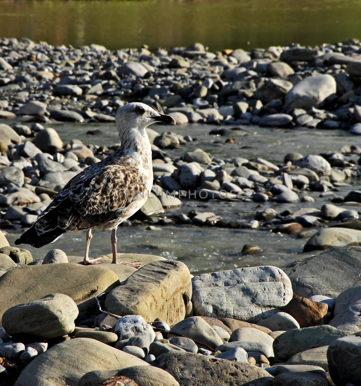 Seagull among the stones. by andsst