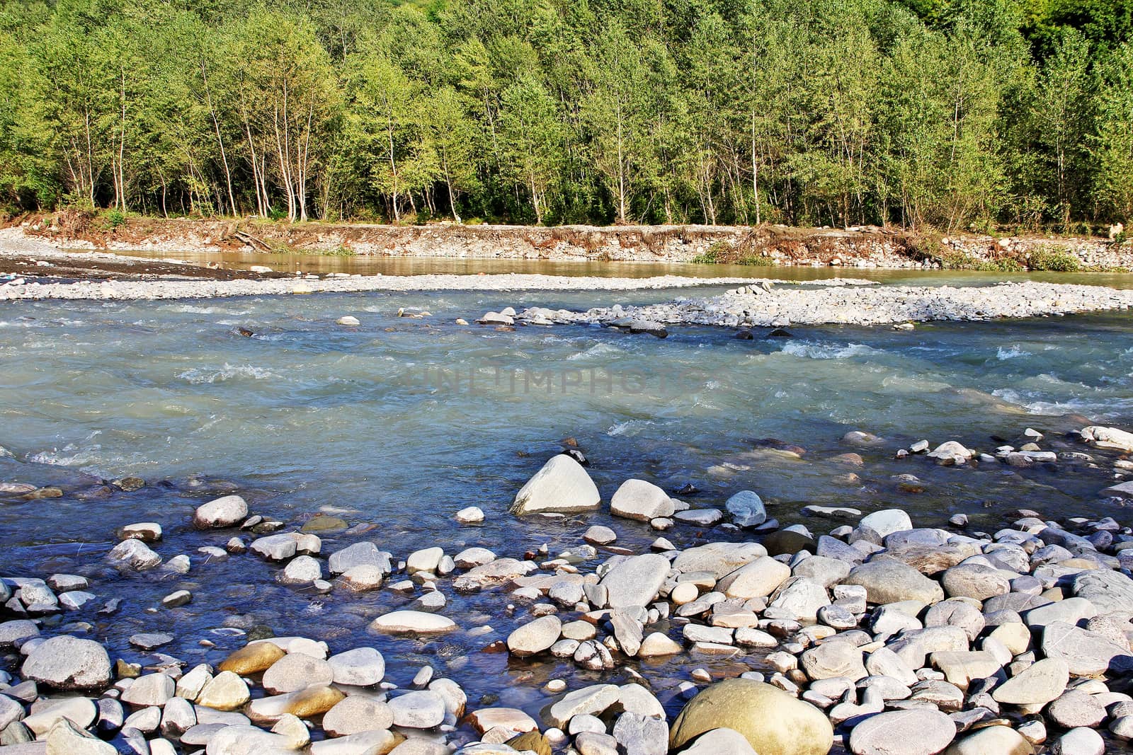 A mountain river with a rapid current and a forest in the summer.