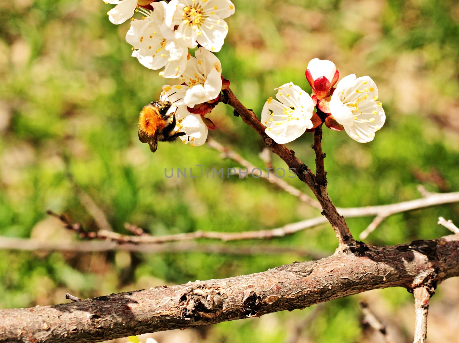 Bumblebee pollinates apricot flower on a spring day.