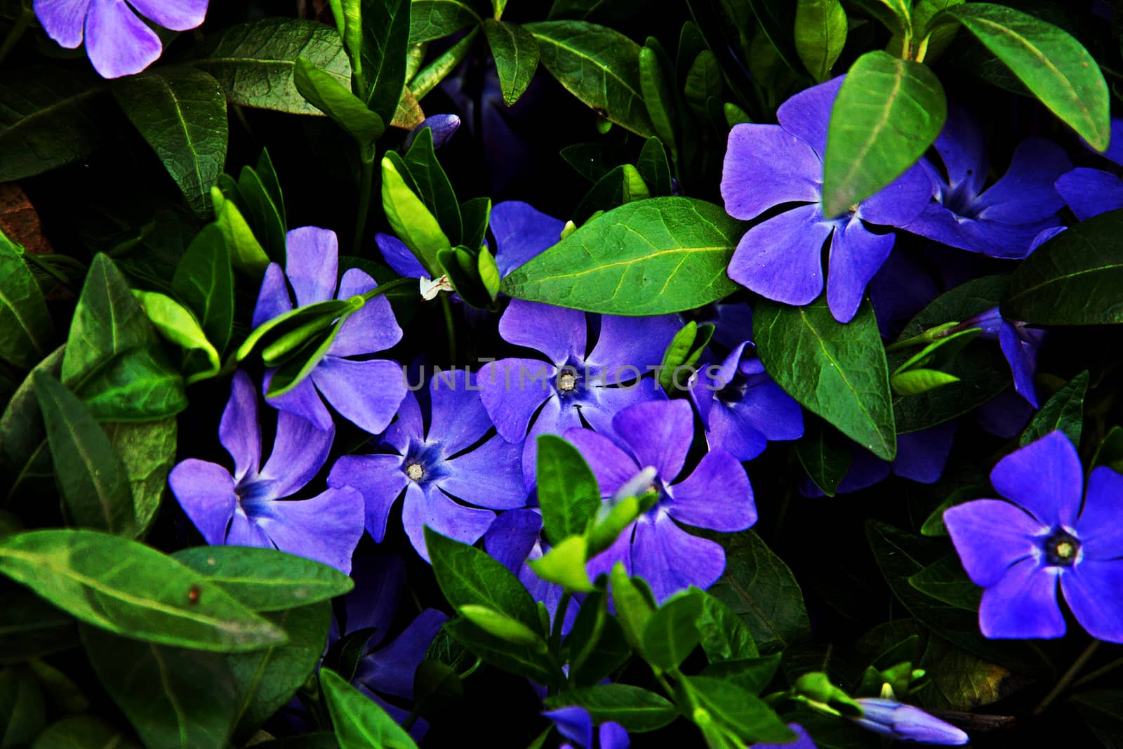 Beautiful garden flowers are blue on a spring evening.