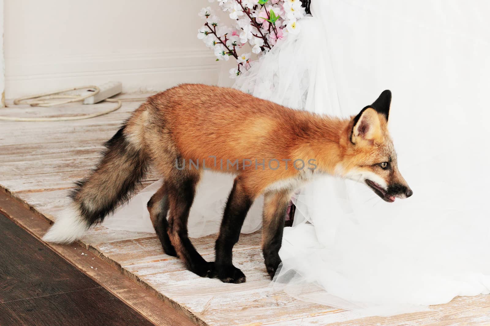 A lovely red fox with interest examines the room.