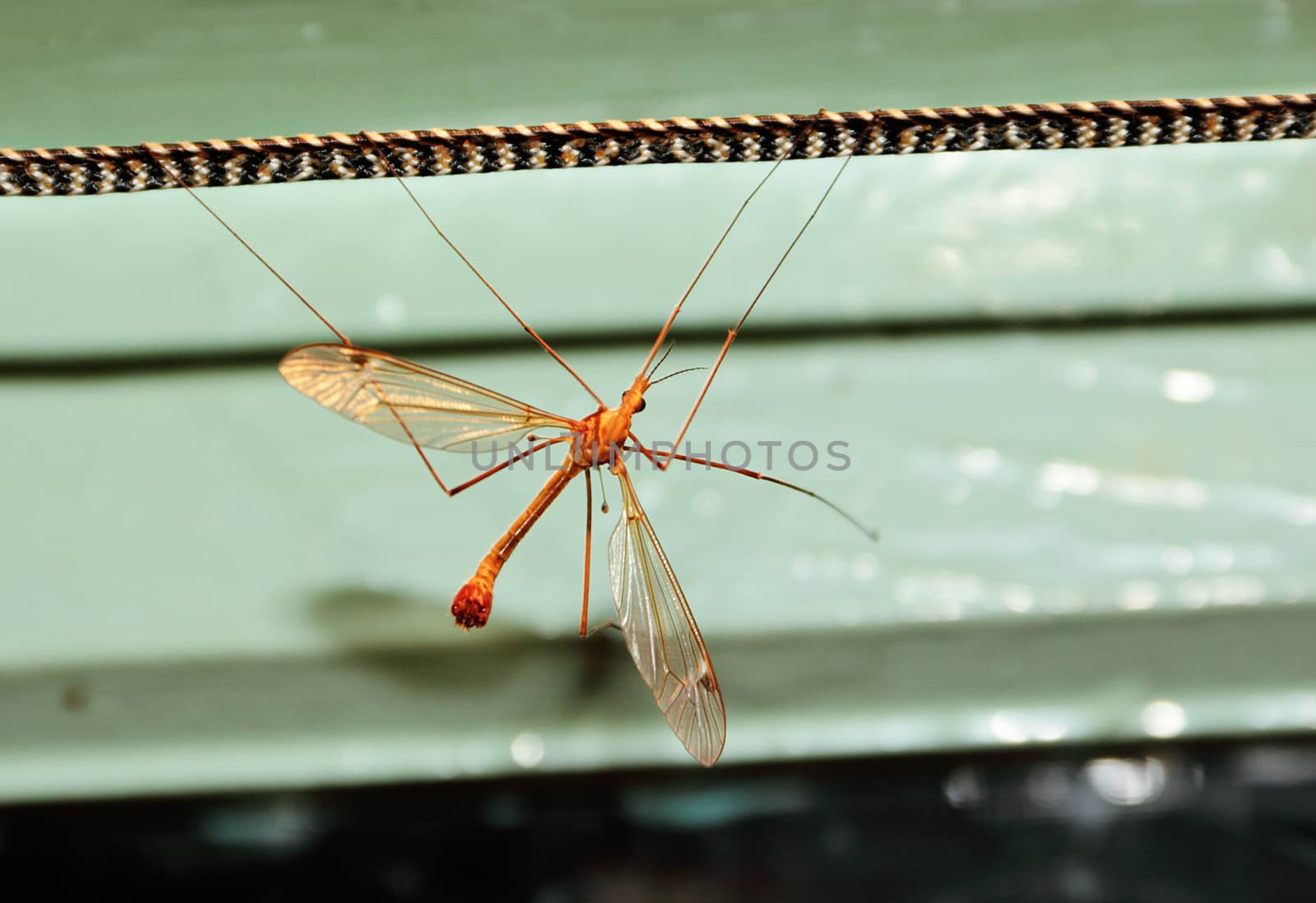 A large mosquito or caramor sits on a rope in a room.