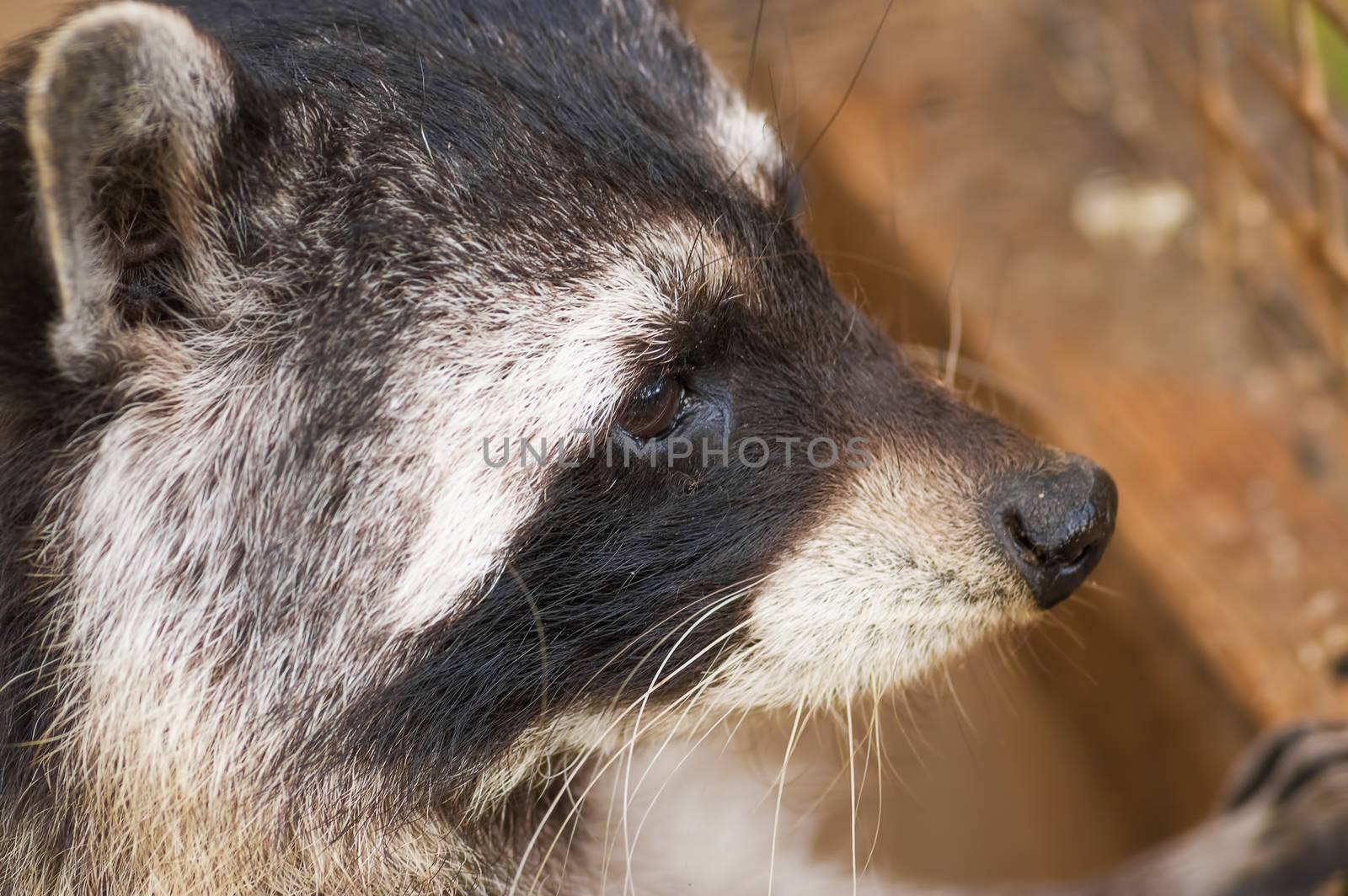 raccoon Procyon lotor , also known as the North American raccoon close up. Human like expression on the animal face