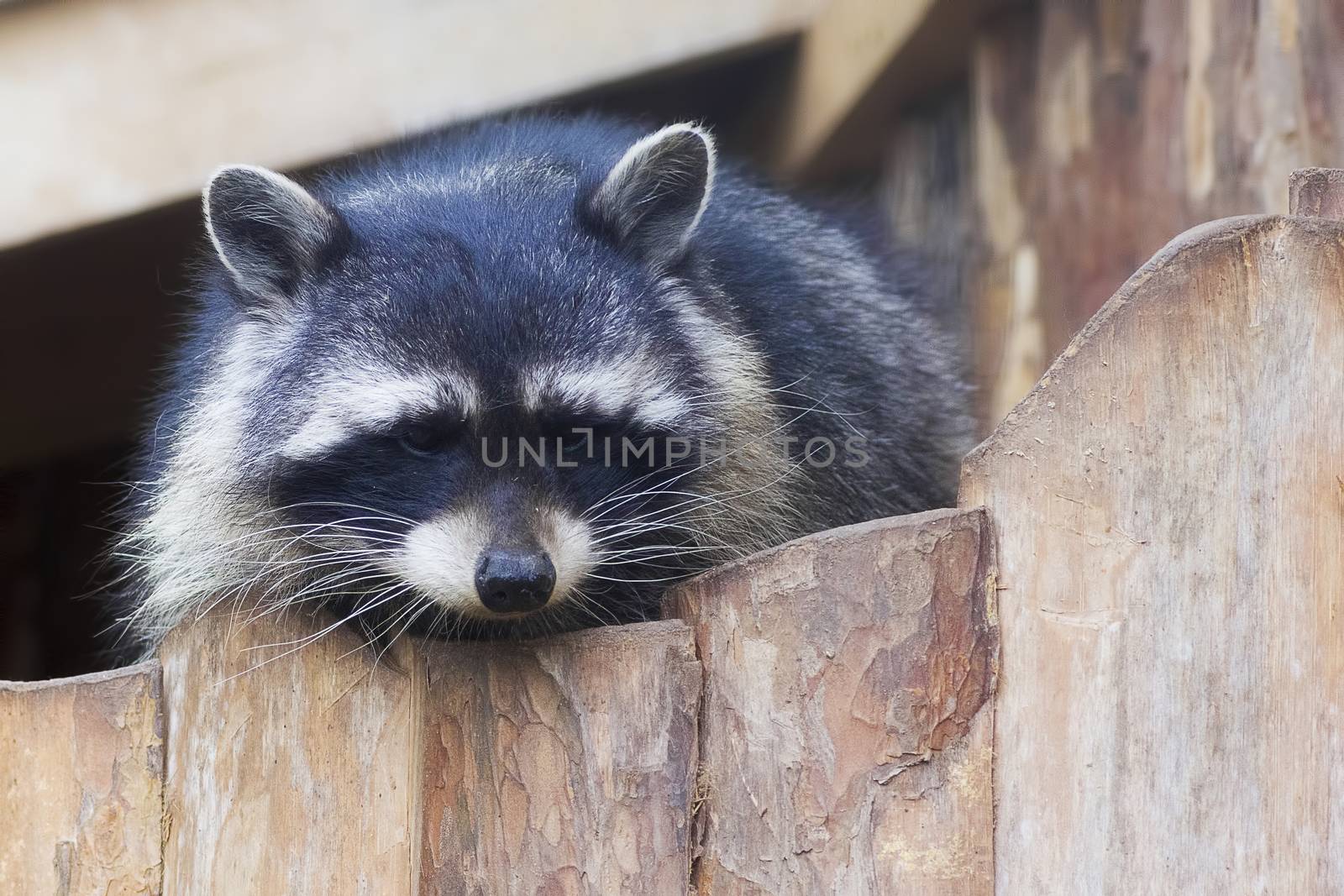 raccoon Procyon lotor , also known as the North American raccoon close up. Human like expression on the animal face