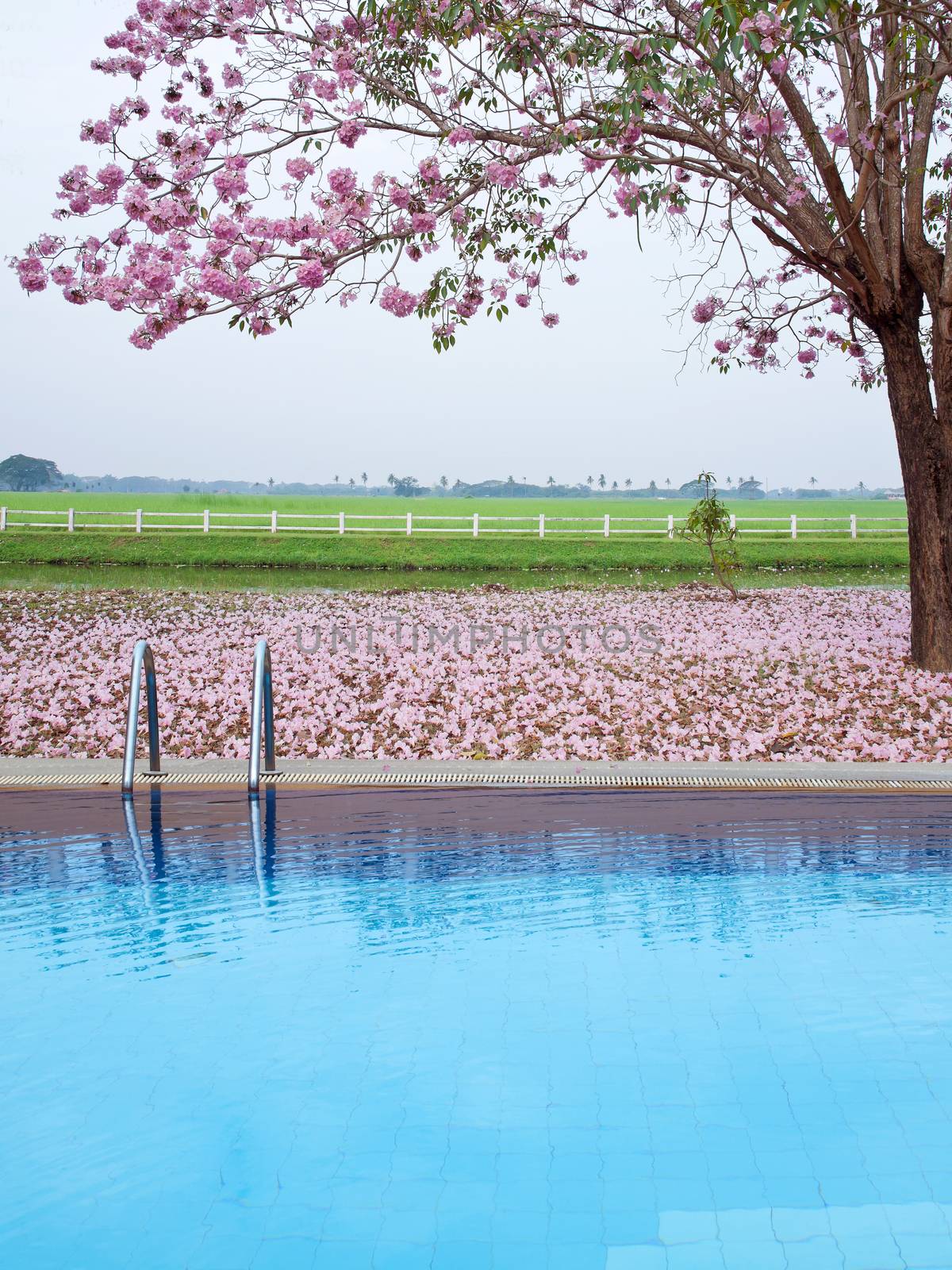 Swimming pool and pink trumpet tree flower by Exsodus