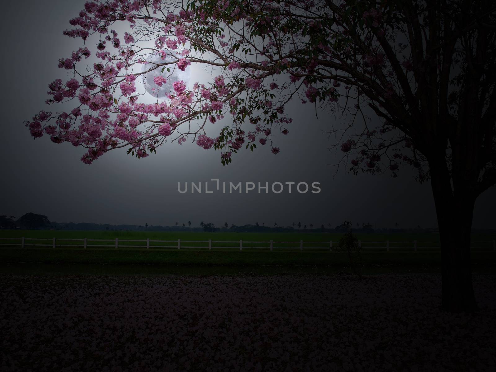 Full moon behind branch of pink trumpet tree flower(Tabebuia rosea) in countryside with farmland on backside.