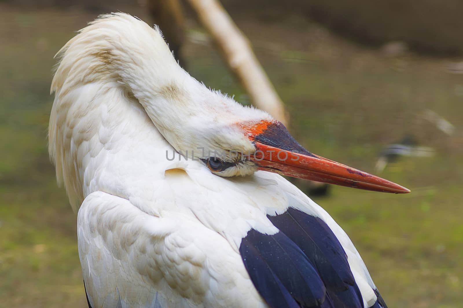 White stork Ciconia ciconia by vizland