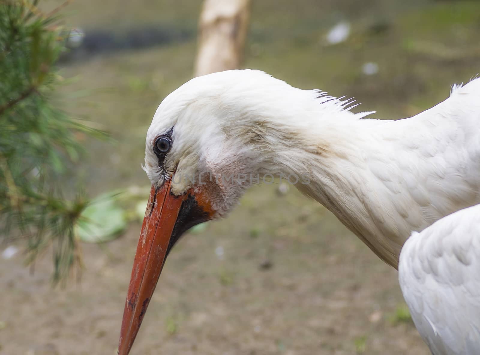 White stork Ciconia ciconia with red big beak close-up