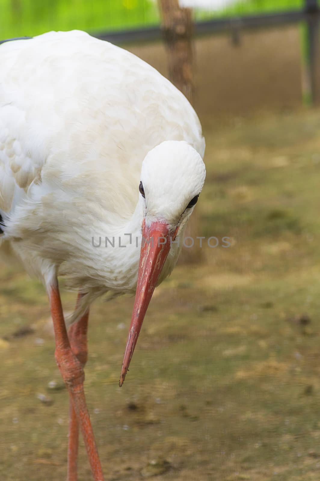 White stork Ciconia ciconia with red big beak close-up