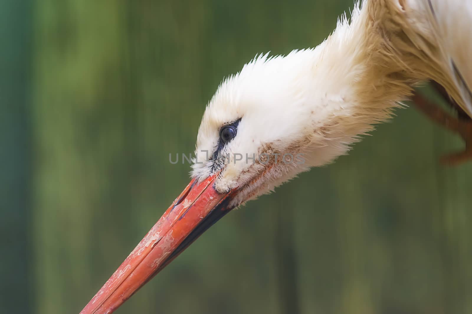 White stork Ciconia ciconia with red big beak close-up