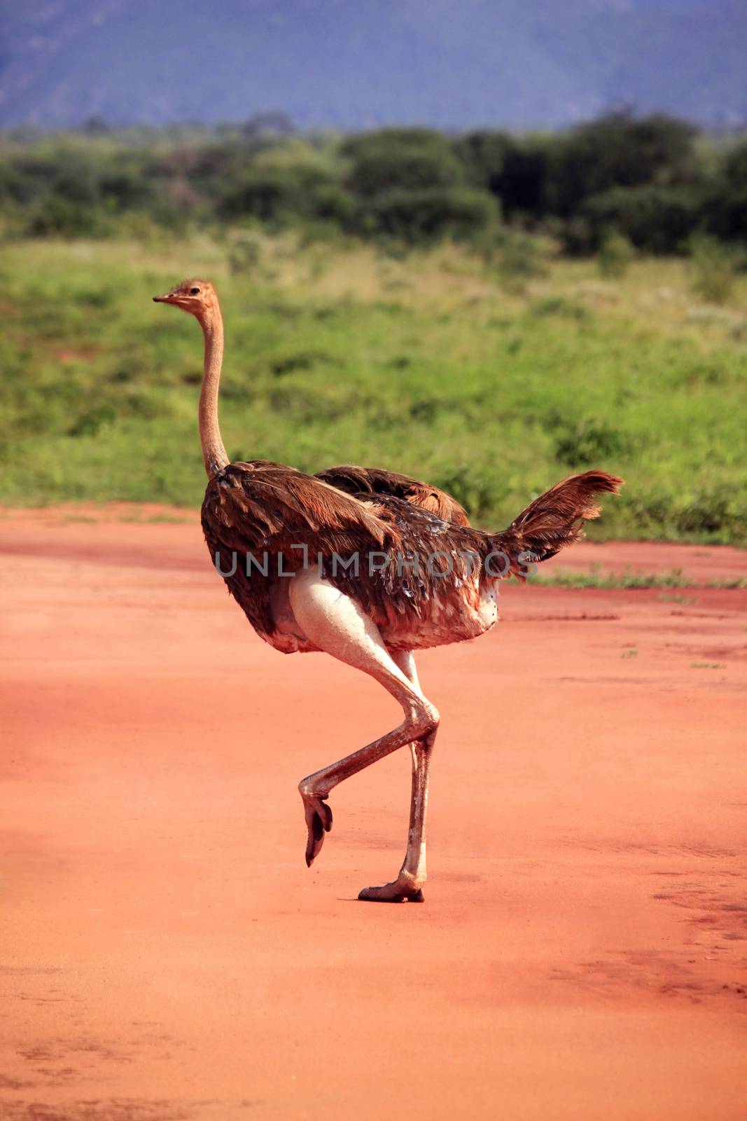 Ostrich in Tsavo East National Park by friday