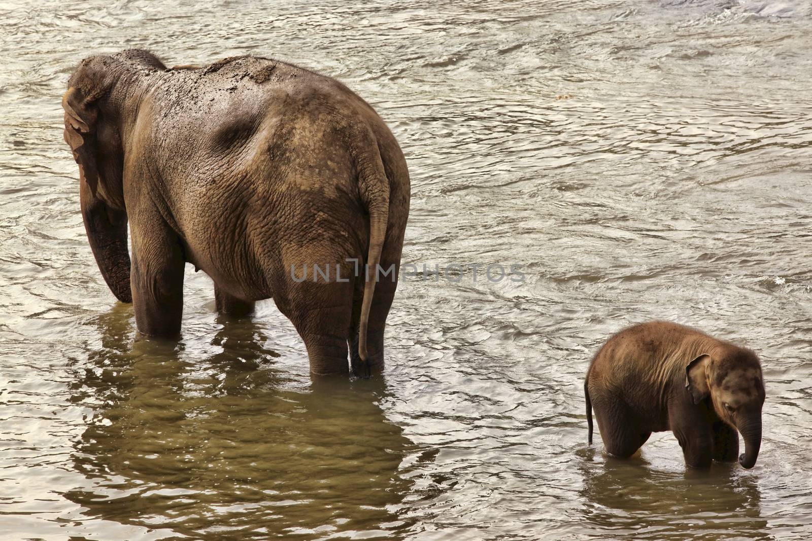 Family of Indian elephants. Pinnawela Elephant Orphanage on Sri Lanka
