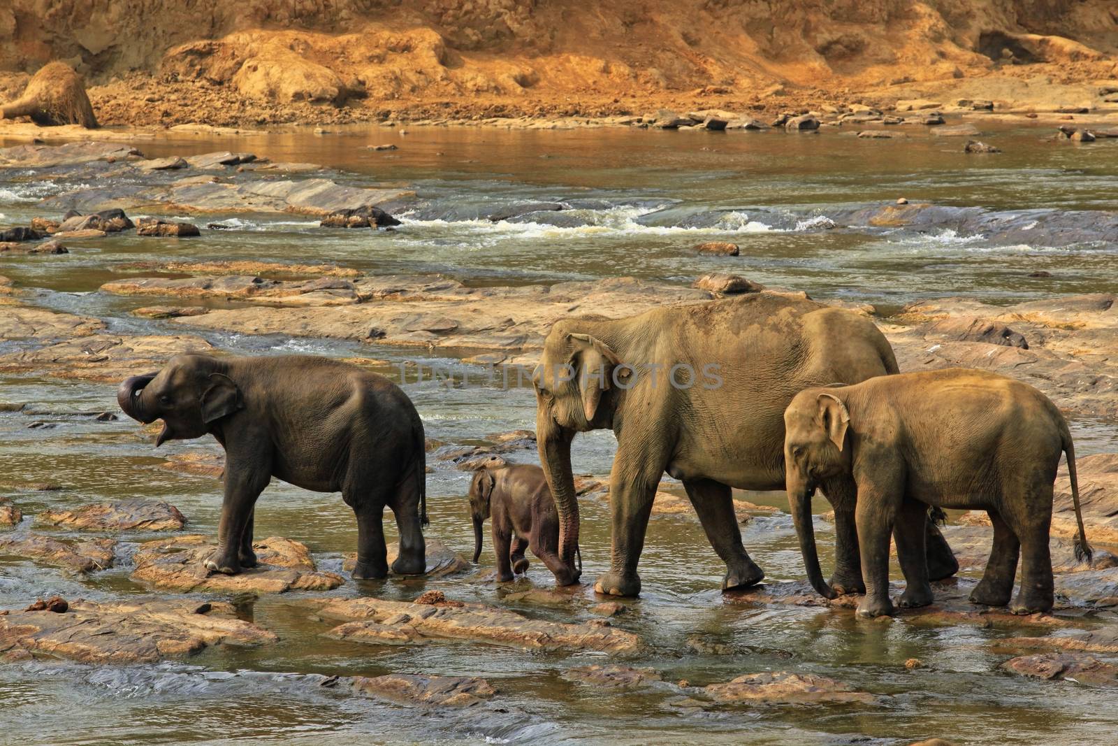 Family of Indian elephants. Pinnawela Elephant Orphanage on Sri Lanka