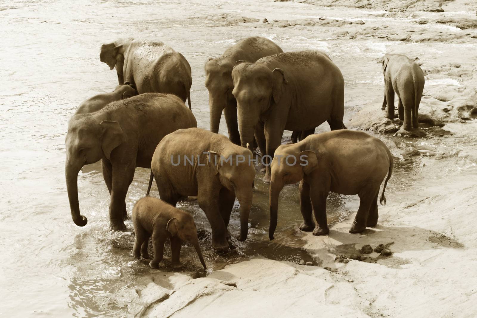 Family of Indian elephants. Pinnawela Elephant Orphanage on Sri Lanka