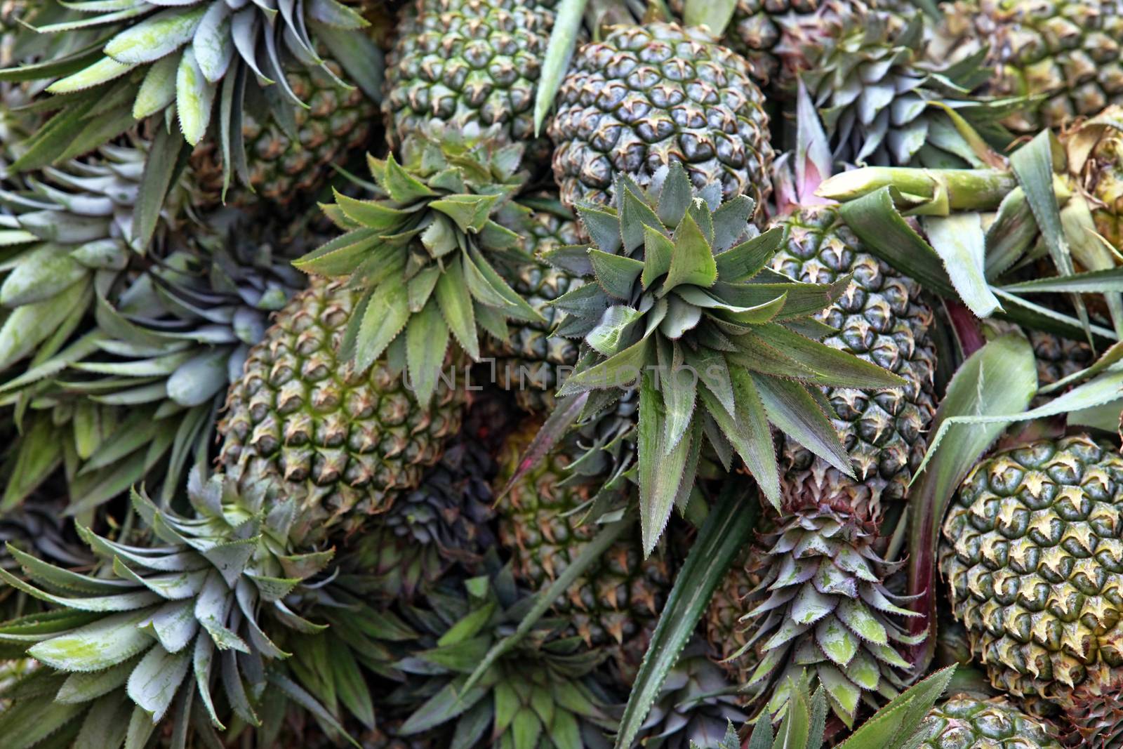 A bunch of fresh pineapple on the store counter