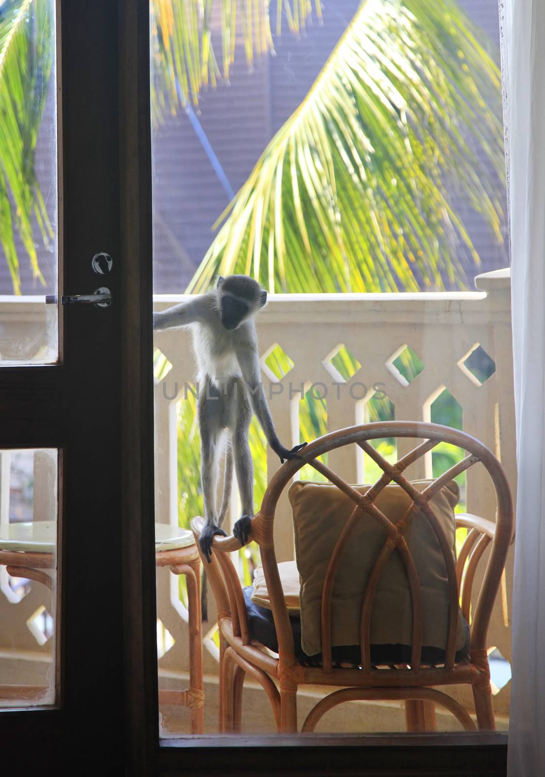 Curious monkey on the balcony of the hotel, Kenya