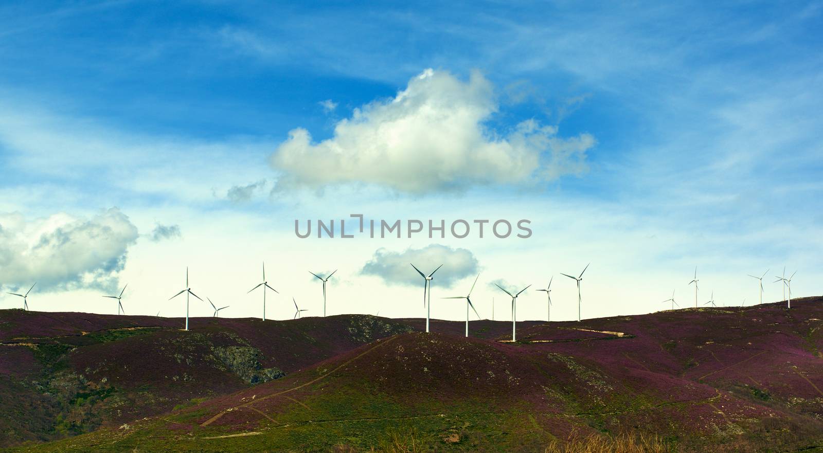 White Electrical Power Generating Wind Turbines on Lavender Hills agains Blue Sky with White Clouds background Outdoors. Castile and Leon, Spain