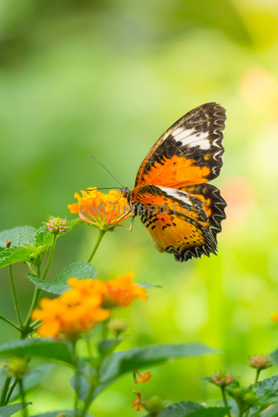 Beautiful Butterfly on Colorful Flower, nature background