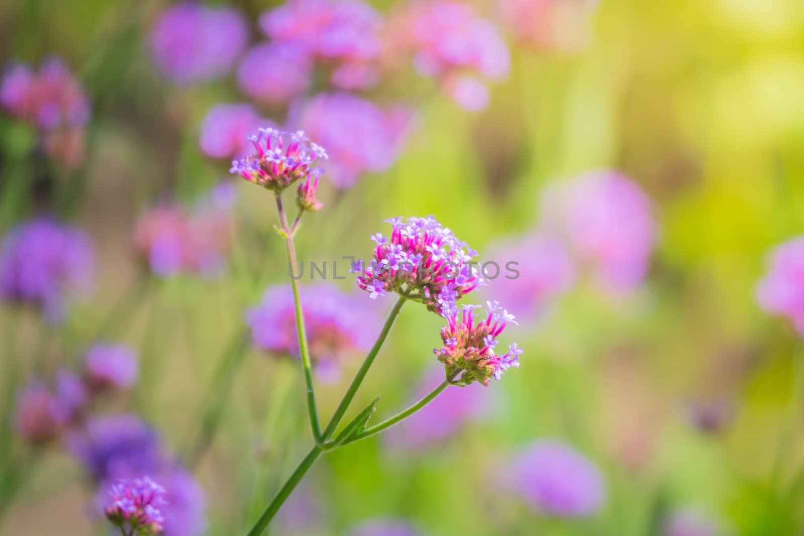 The background image of the colorful flowers, background nature