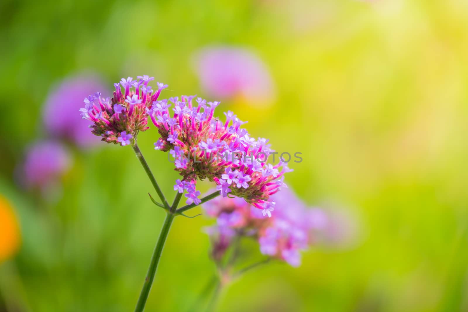 The background image of the colorful flowers by teerawit