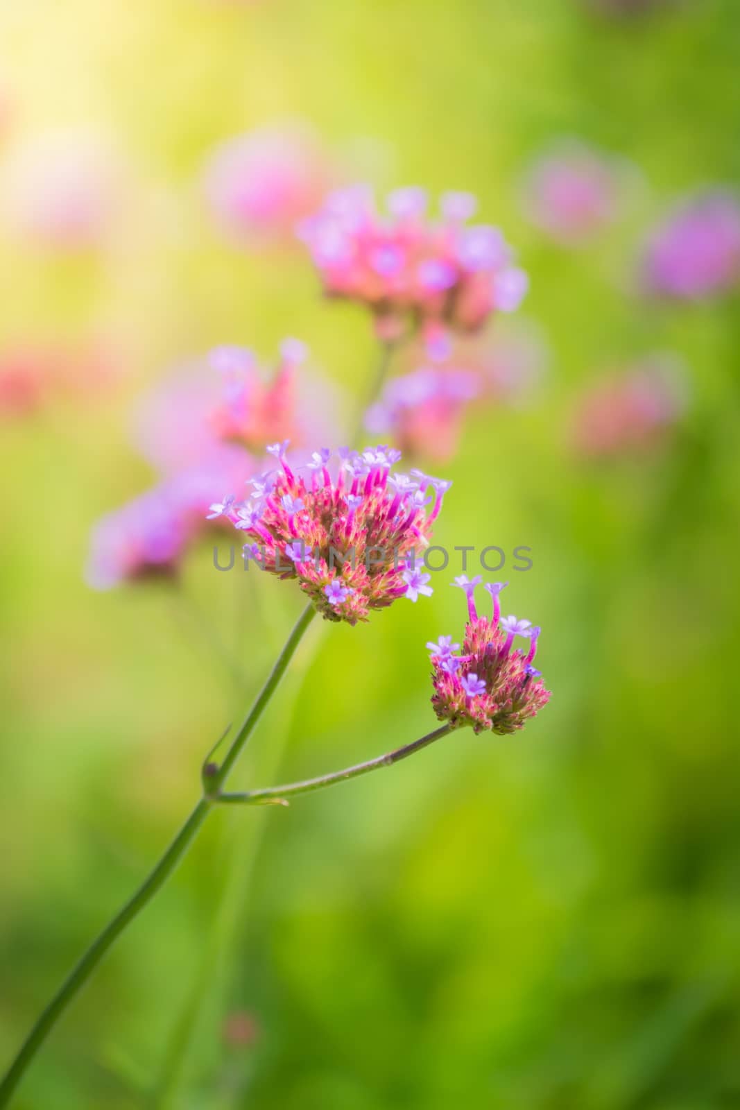 The background image of the colorful flowers, background nature