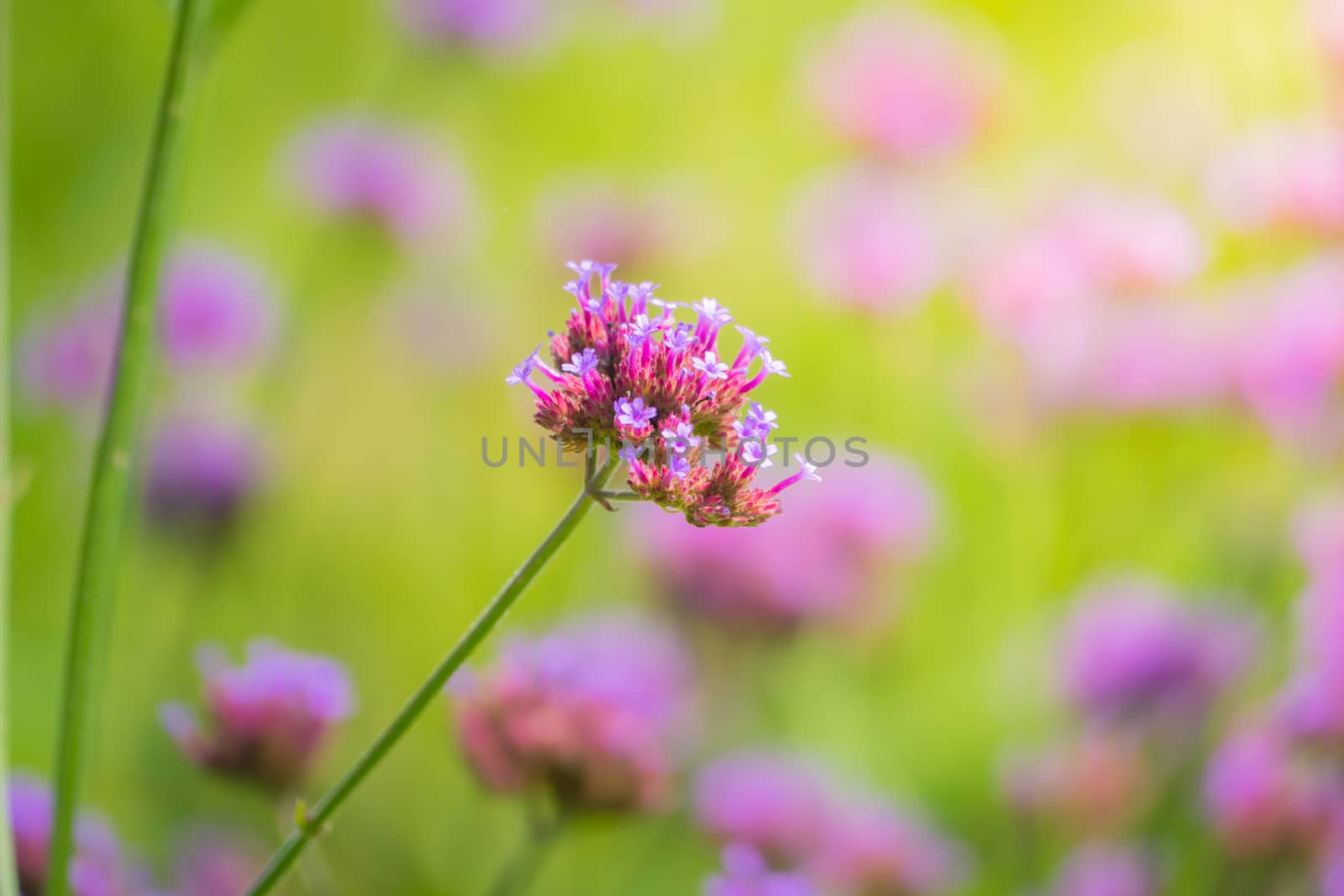 The background image of the colorful flowers by teerawit