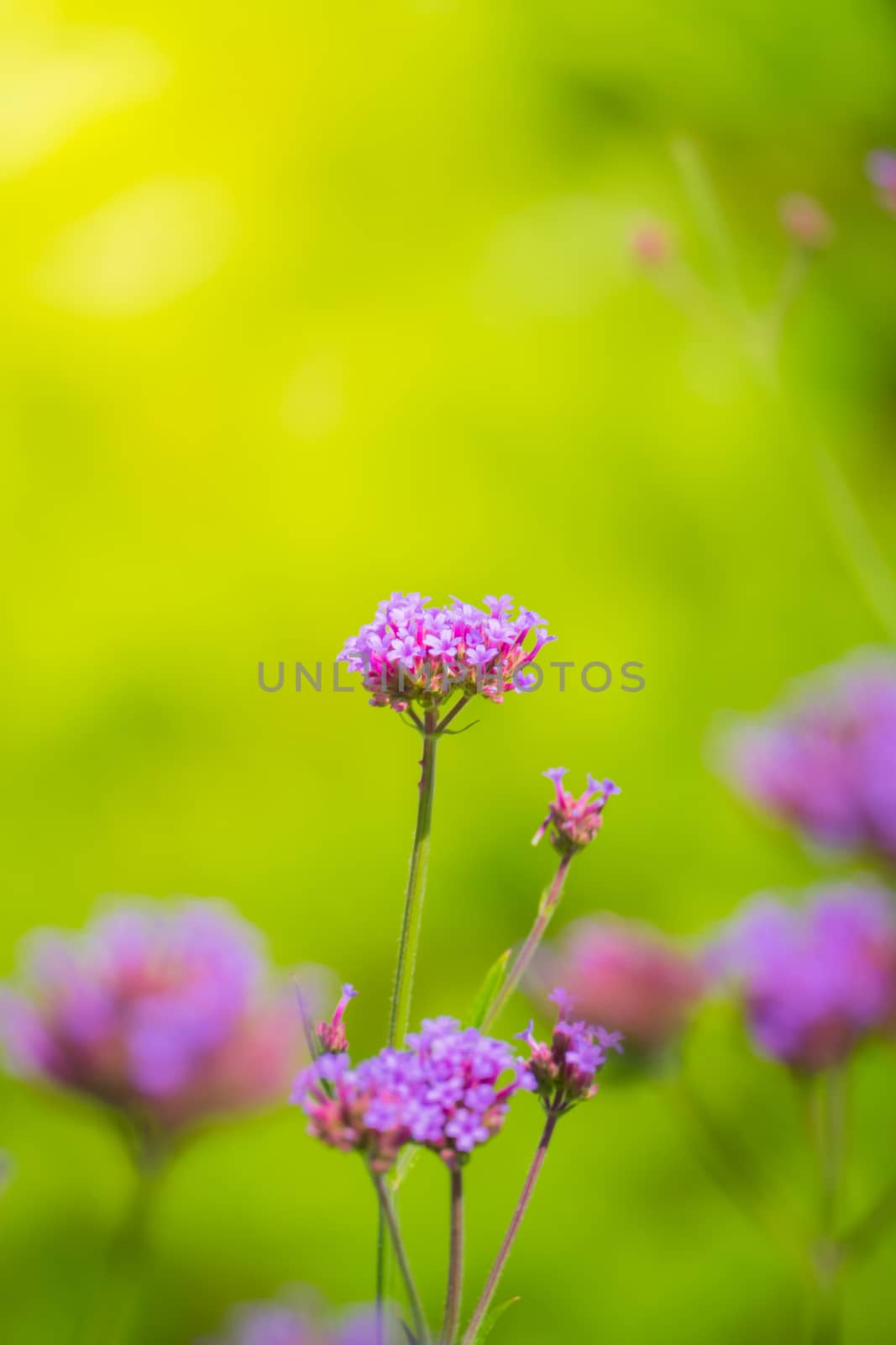 The background image of the colorful flowers, background nature