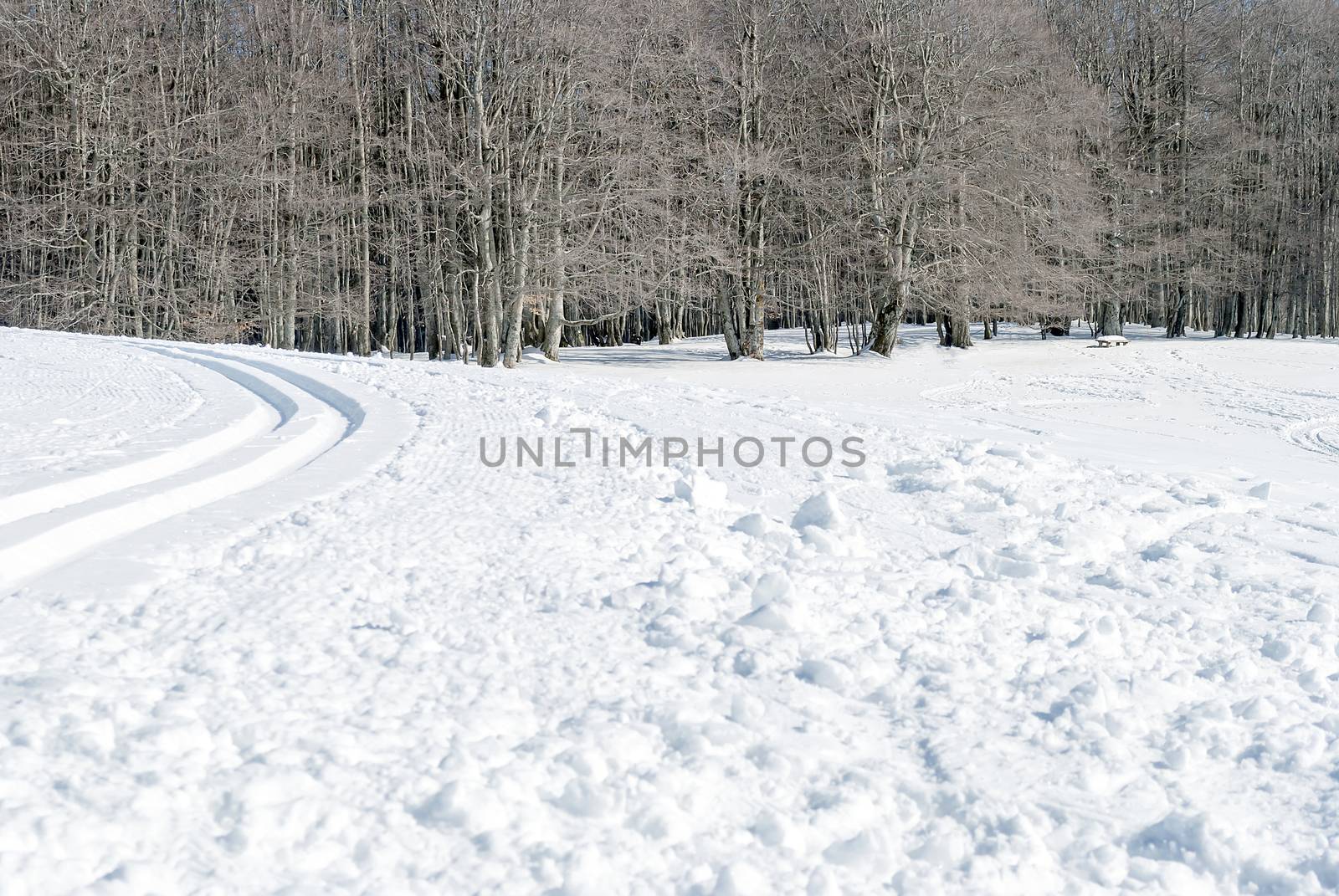 snowy landmark with snowmobile tracks and trees in a sunny winter day