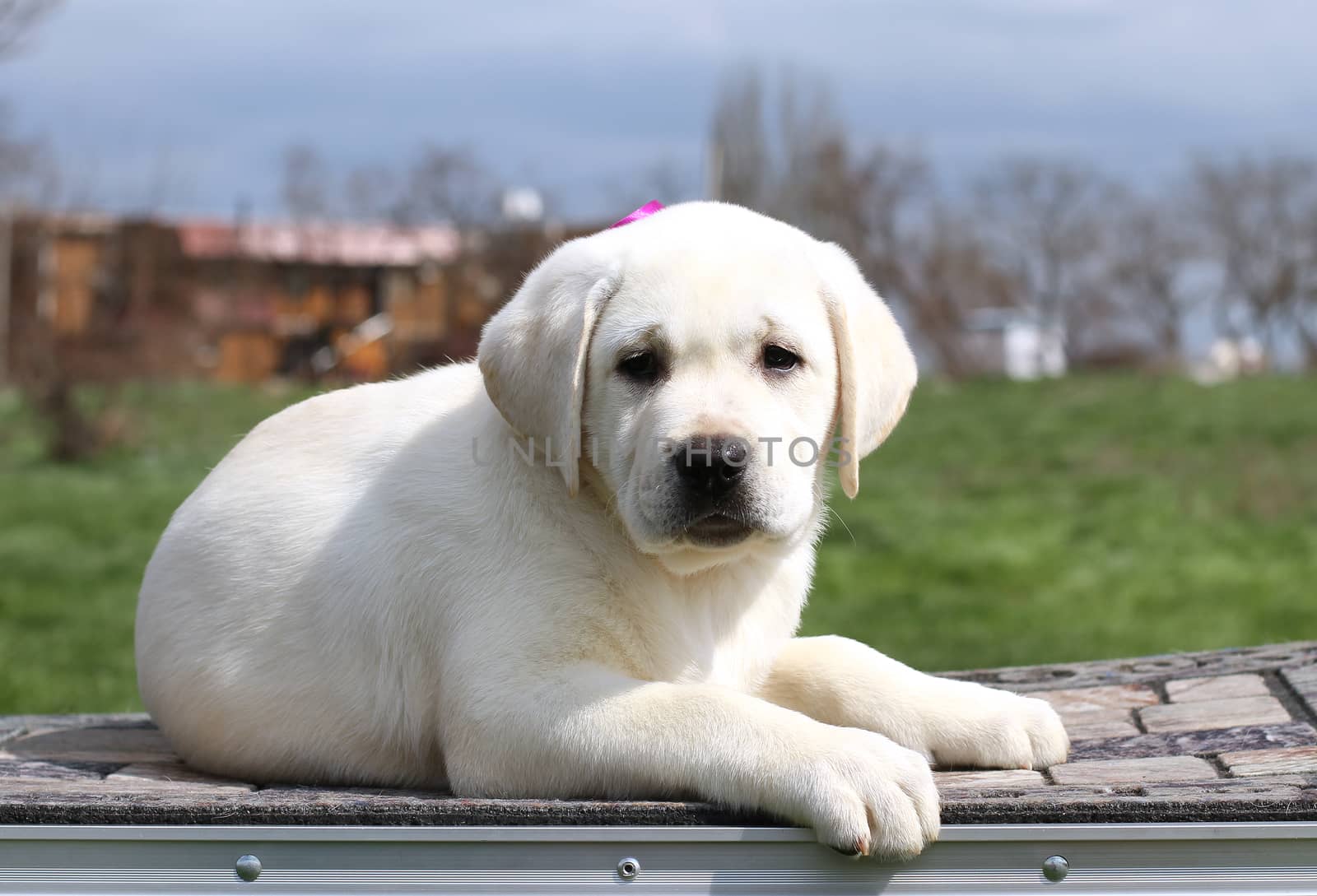 the yellow cute nice labrador puppy in the garden