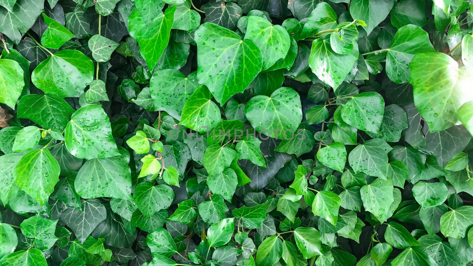 American Ivy colored green