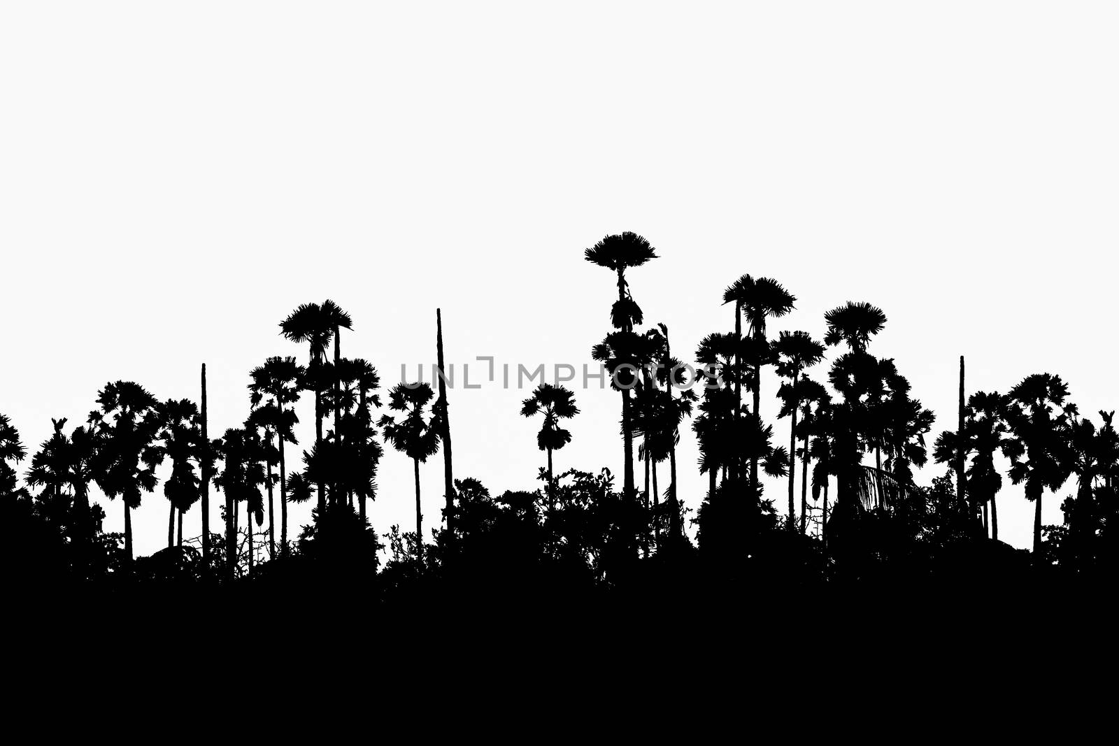 silhouette sugar palm garden on white background