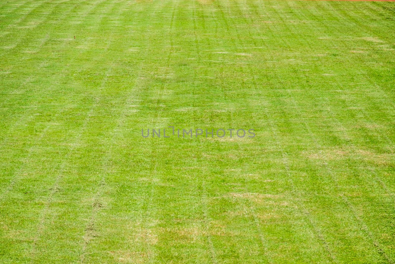 new cutting grass of green soccer field