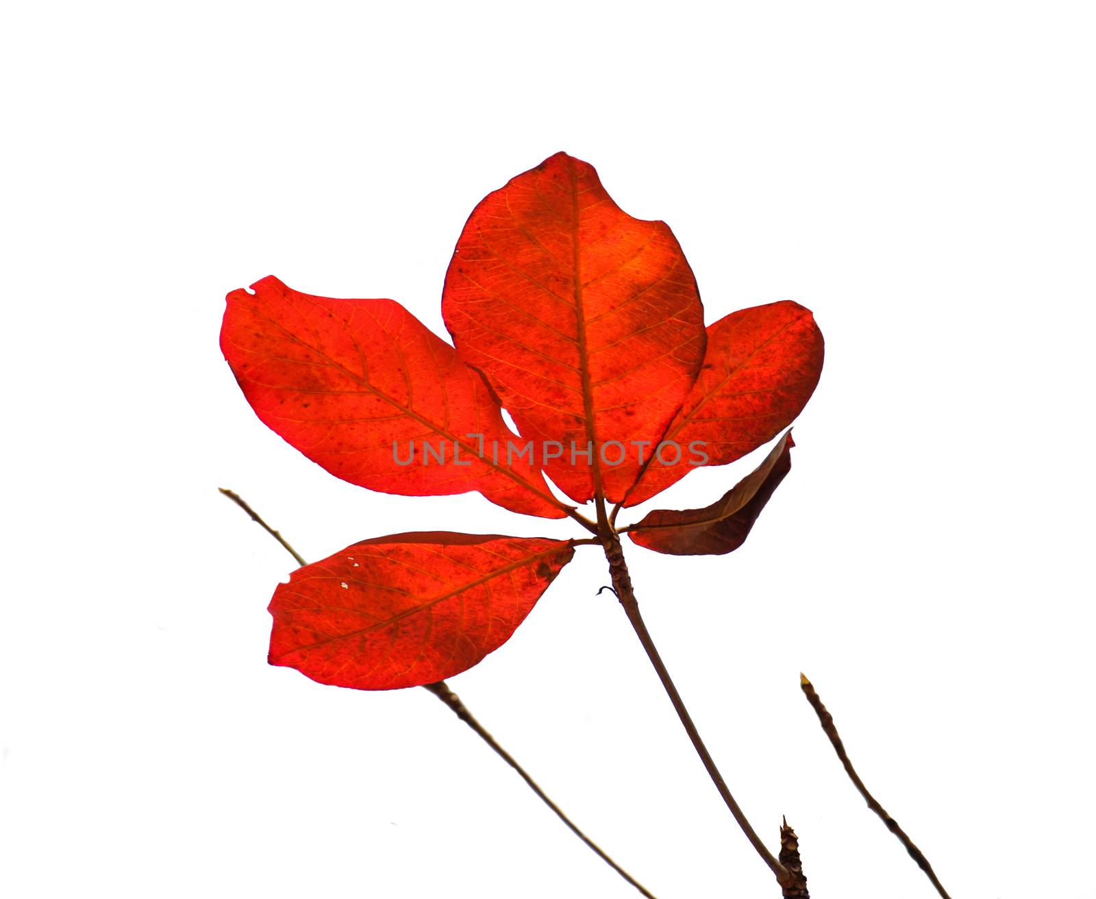 red almond leaves on white background, isolate