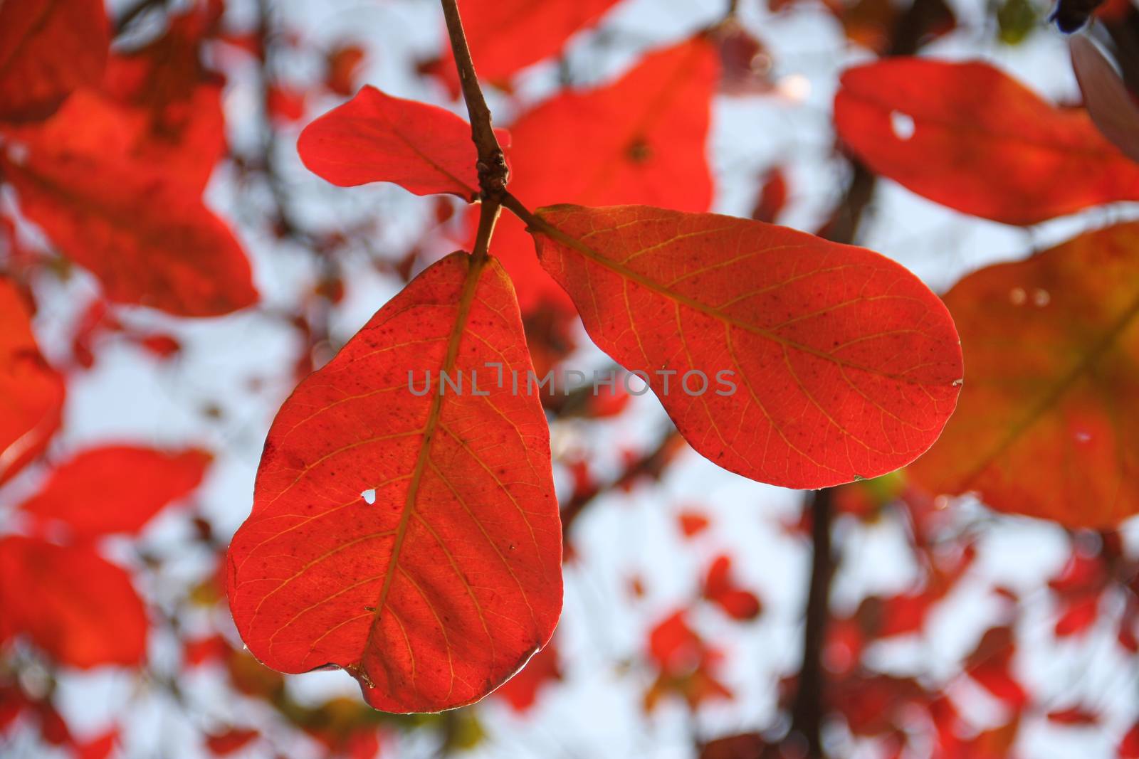 red bengal almond leaves with blue sky