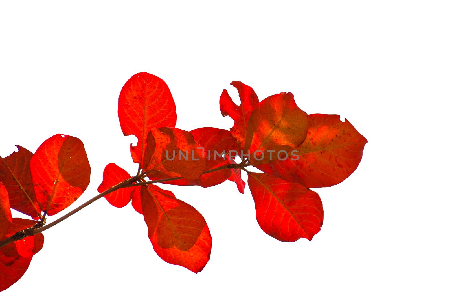 isolate red bengal almond leaves on white background