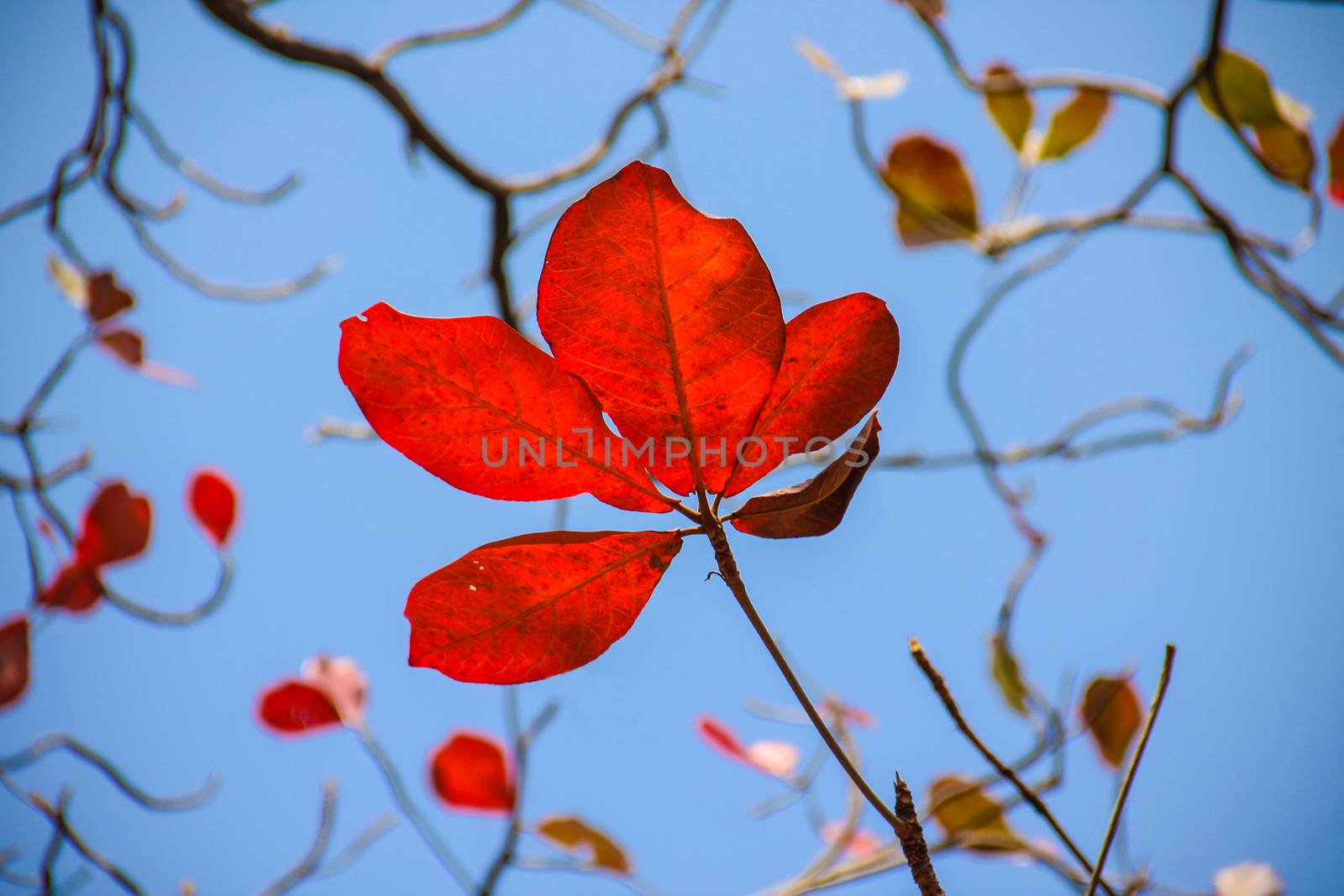 red bengal almond leaves with blue sky in bright day