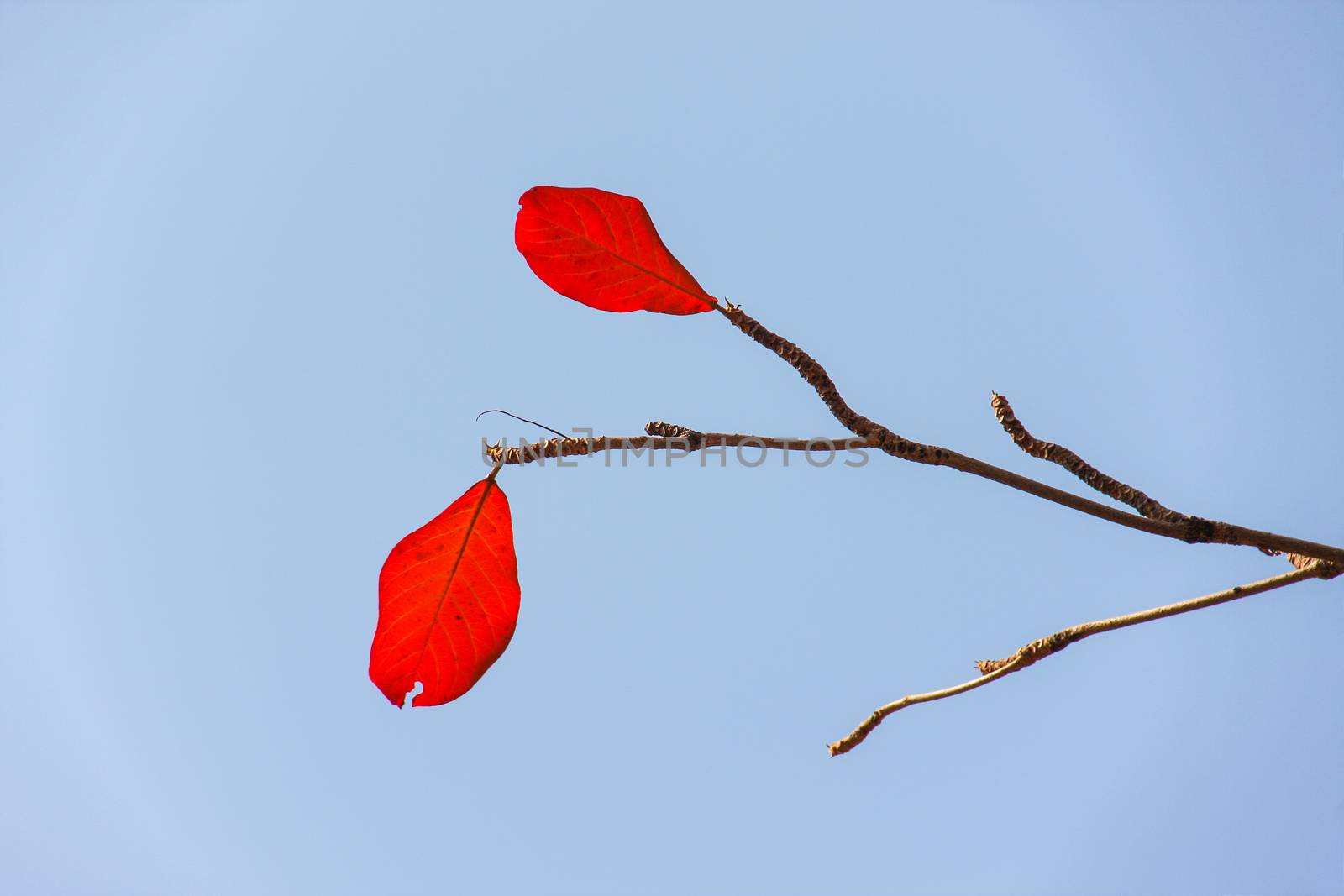 red bengal almond leaves with blue sky