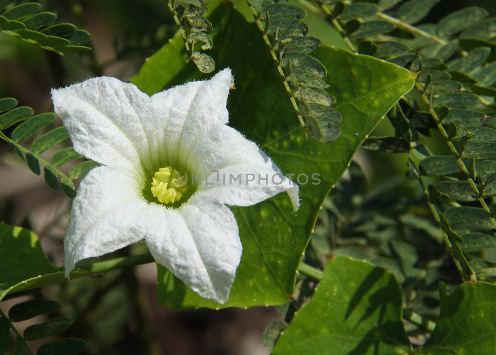 white ivy gourd flower