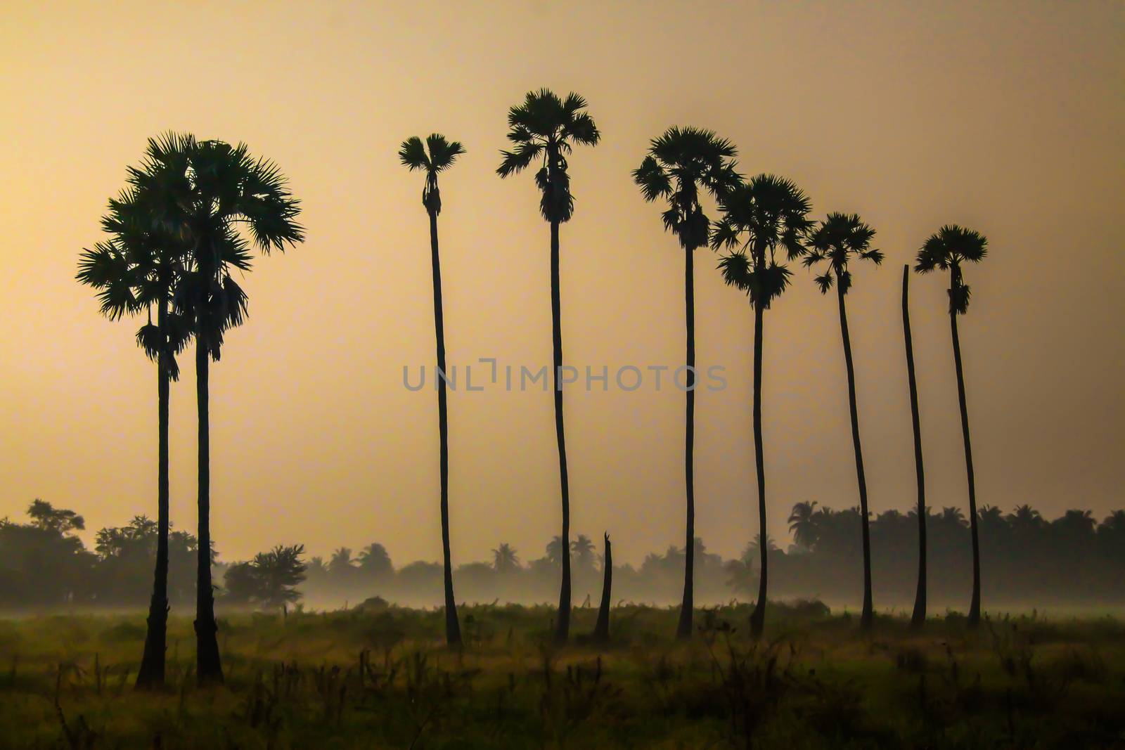 sunrise at sugar palm trees by choochart_sansong