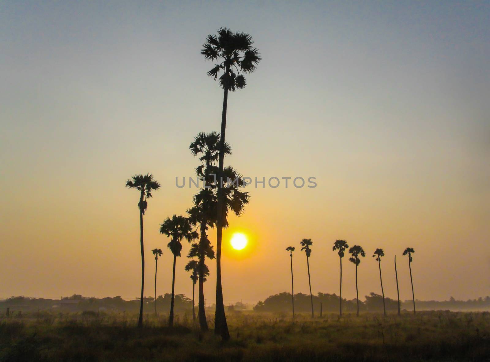 sunrise with sugar palm trees in morning at winter of Thailand