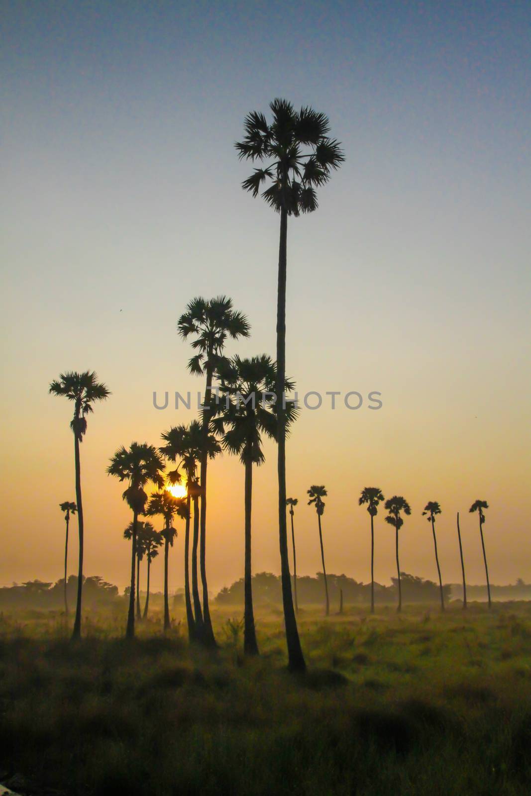 sunrise at sugar palm trees by choochart_sansong