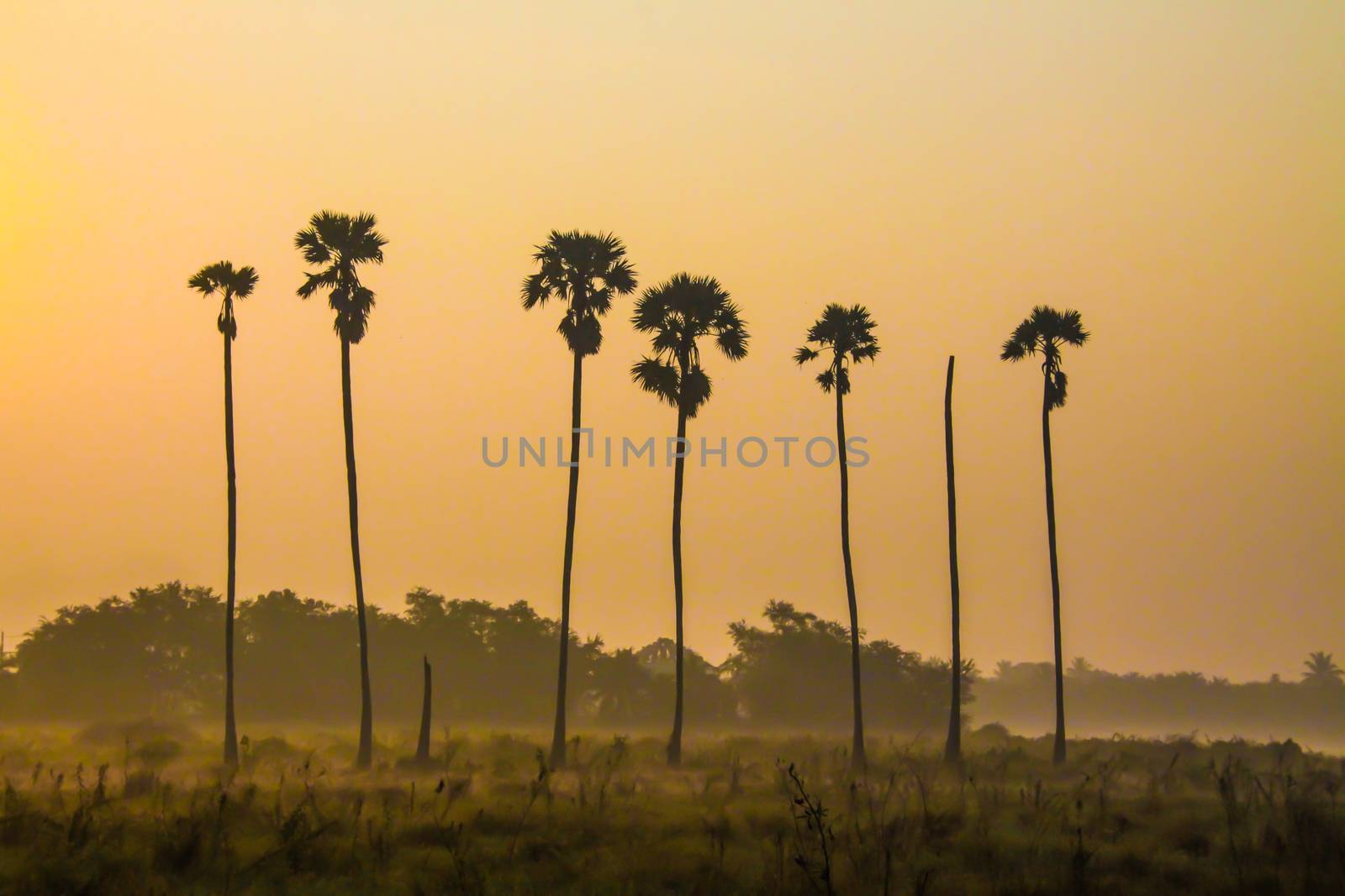 sunrise with sugar palm trees in morning at winter of Thailand