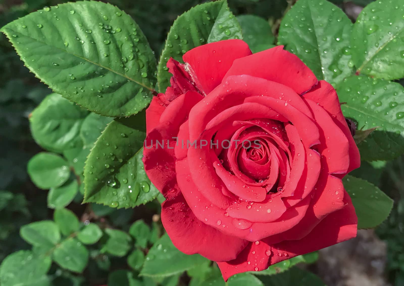 fresh roses and rain droplets by crazymedia007