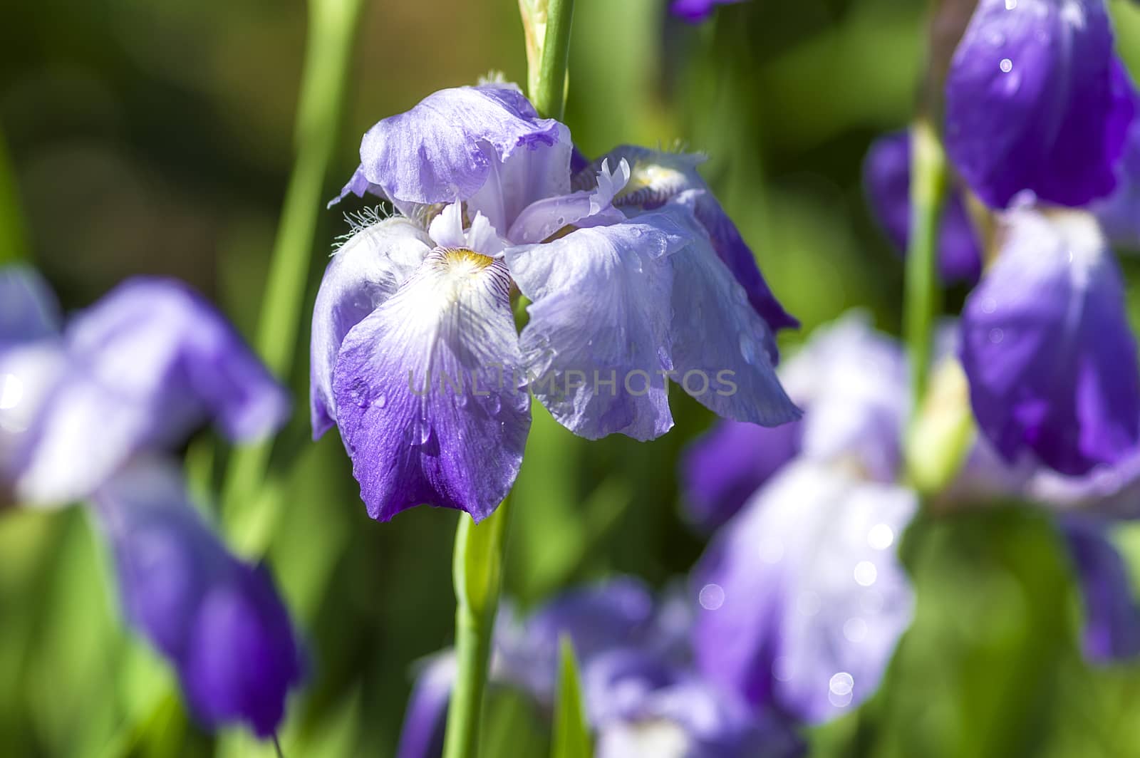 violet iris in the garden-park by vizland