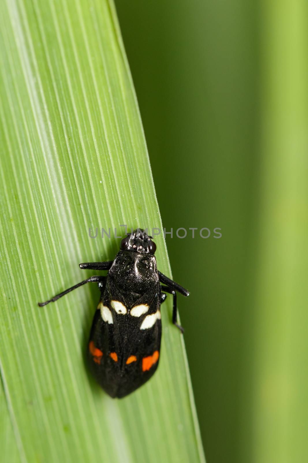 Image of black beetle on green leaves. Insect Animal